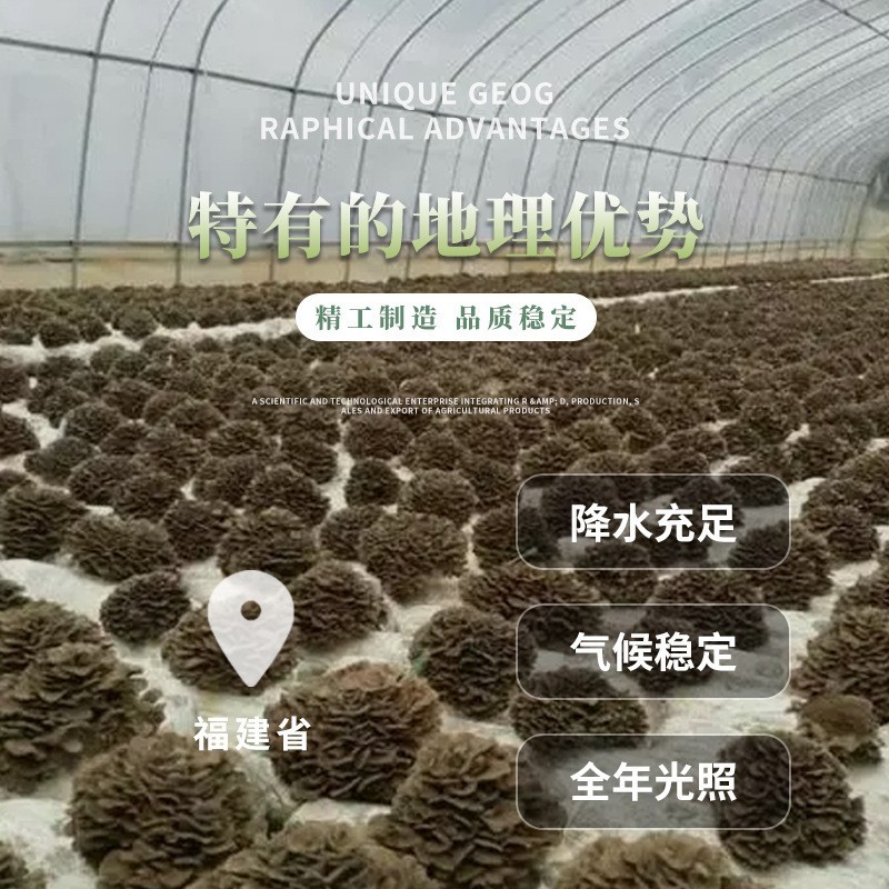 [Gu Tian] Dried Grifola Frondosa, Boiled Grifola Frondosa, Various Specifications, Export Products, Restaurant Ingredients