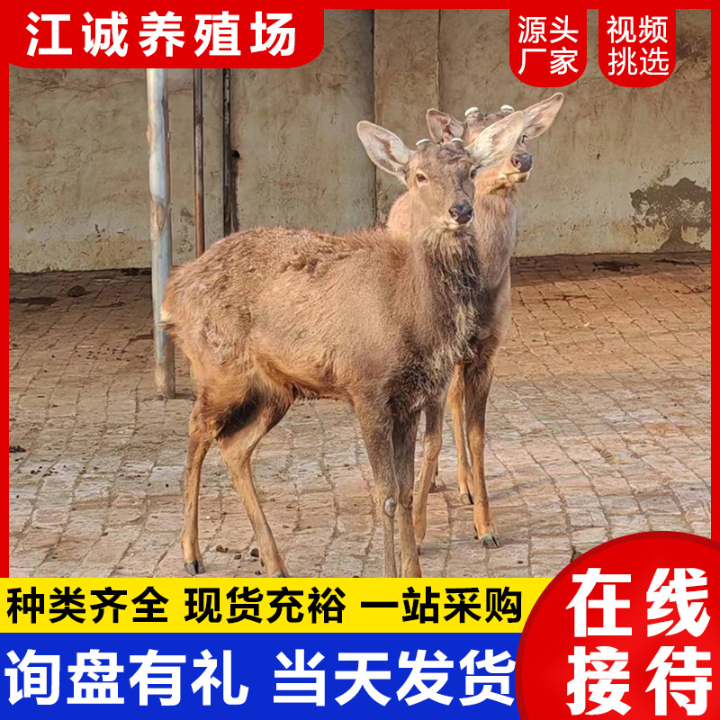 Manufacturer Straight-Haired Sika Deer Live Breeding Deer Adult Sika Deer Scenic Spot Ornamental Sika Deer People-Friendly Sika Deer