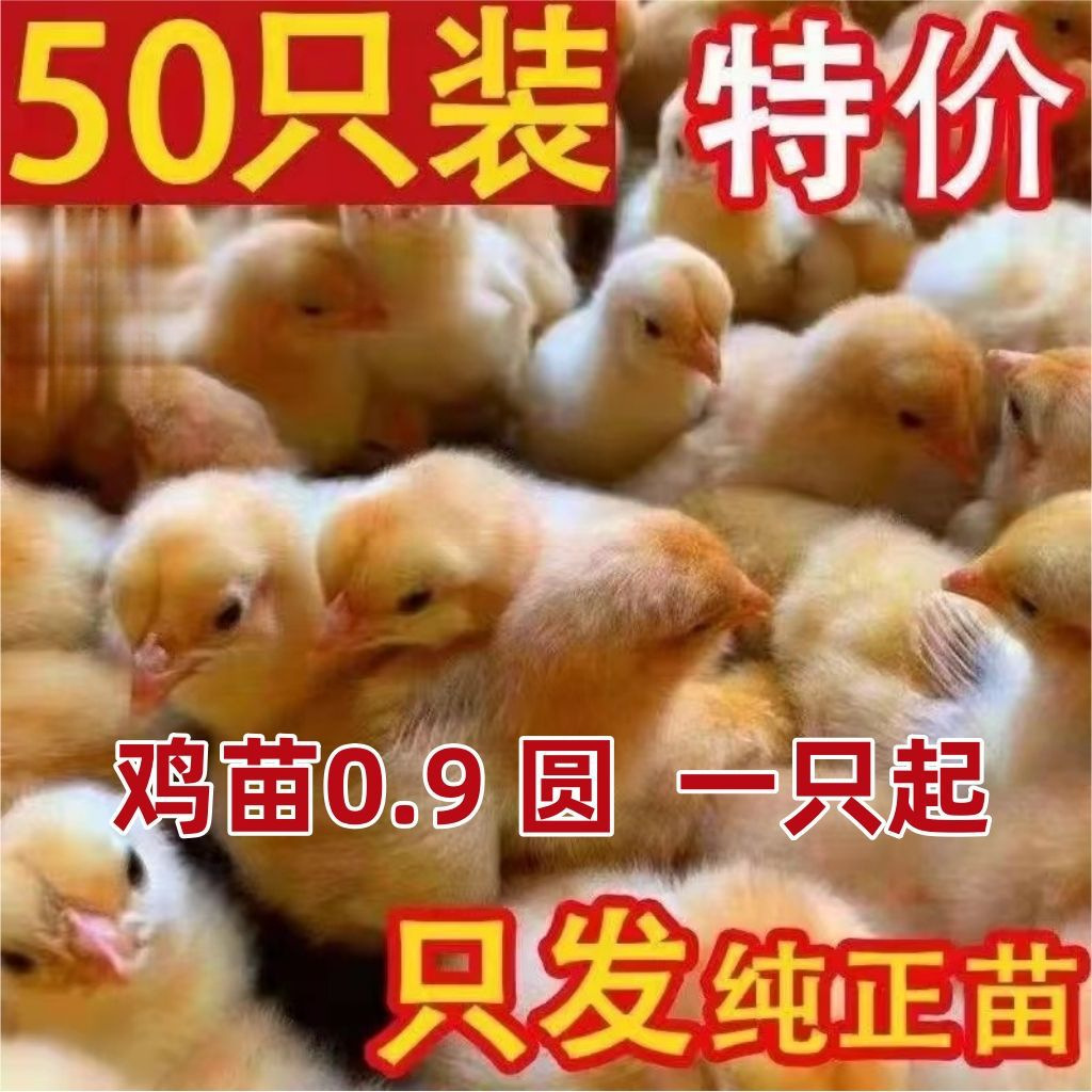 Pet Eggs, Young Chicks, Black Chickens, Native Chickens, 4.5kg Live Chicks, Three-Yellow Chickens, Cuckoo Green-Shelled Red Chickens, and Spotted Chickens