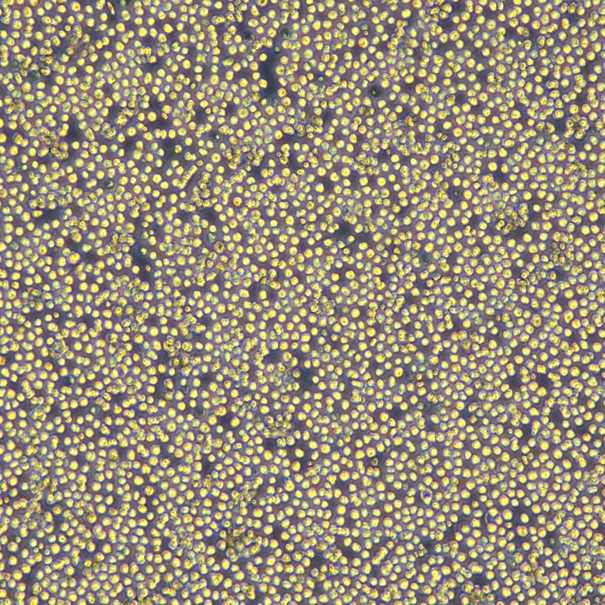 Meisen Ctcc Meisen Molm13 # Cebpa_C.157G>A # Poolcells Stable Rotating Plant