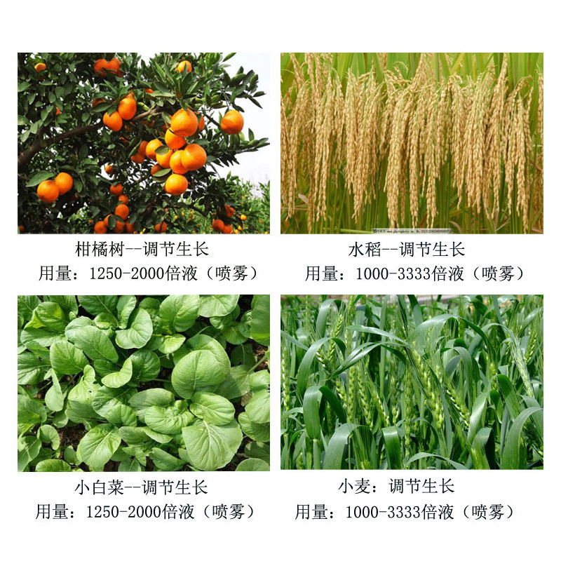 Shuofeng 481 Flower Fruit Brassinolide Plant Growth Regulator Antidote Harm Flowers and Vegetables Flower and Fruit Preservation