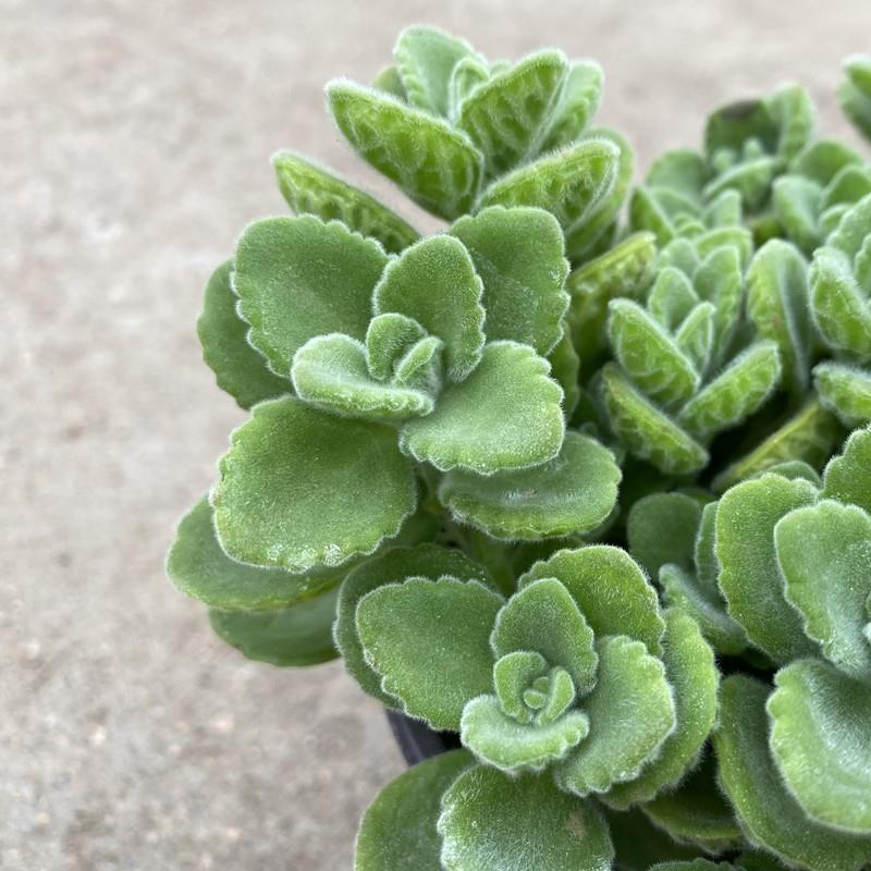 Potted Rosemary Plant with a Hint of Fragrance, Mint Green Indoor Scented Flower for Balcony Mosquito Repellent, Aged Succulent