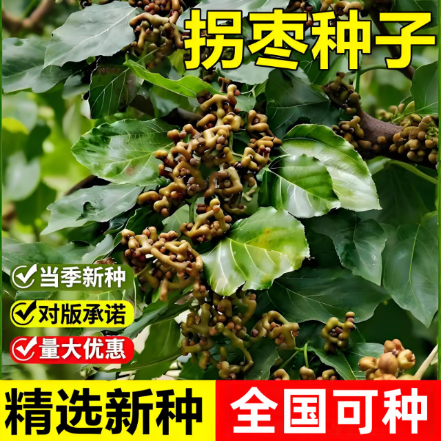 Freshly Harvested Jujube Seeds, Zhiqi Seeds, Chicken Claw Fruit, Golden Fruit, Pear, Chicken Claw Tree, Tall乔木 Tree