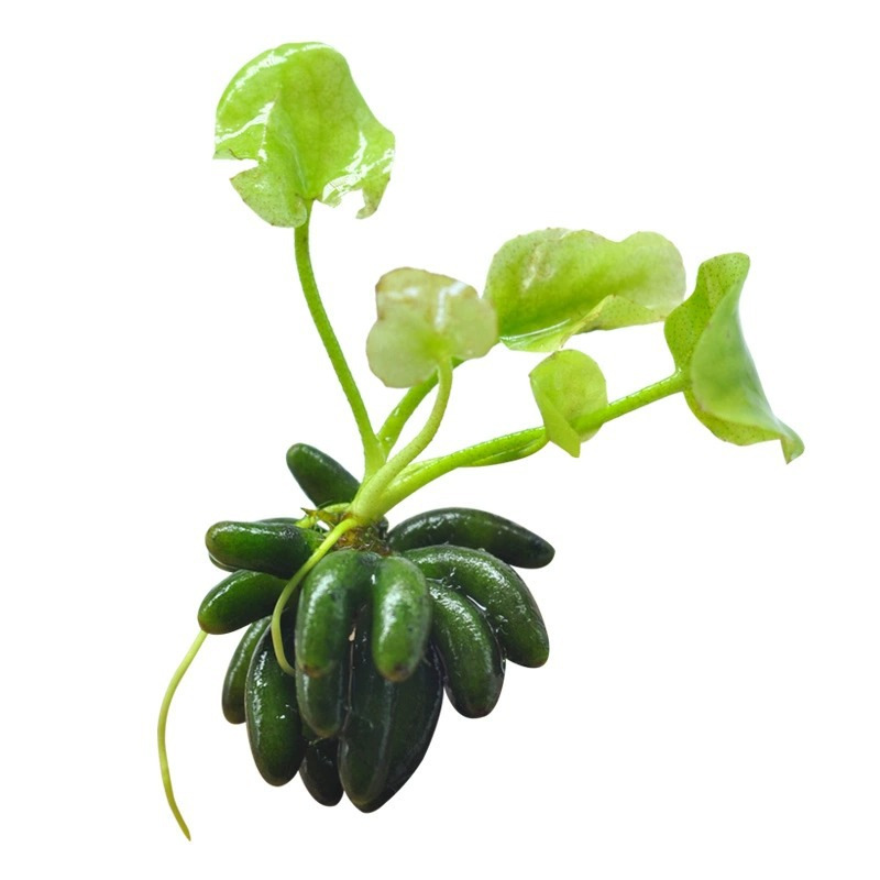 Banana Grass, Aquatic Plants for Fish Tanks, Purify Water Quality, Create Landscapes, Increase Oxygen, No Maintenance Required, Suitable for Beginners and Lazy People to Raise Fish and Green Plants