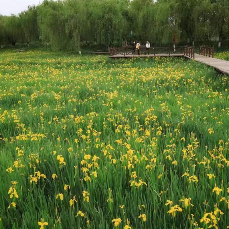 Base Wholesale Yellow Calamus Aquatic Plants River Greening Seedlings Aquatic Flower Plants Yellow Calamus
