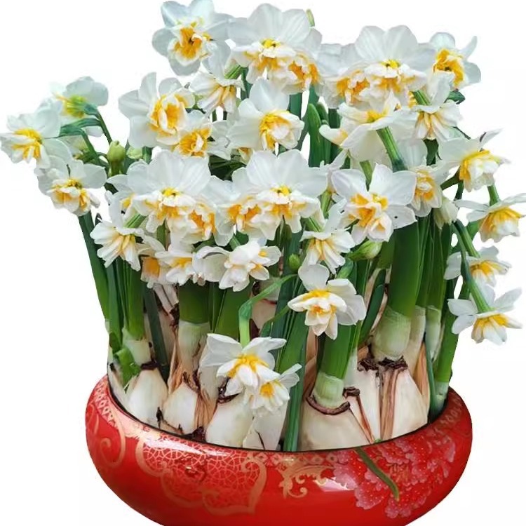Narcissus Seed Bulbs Potted Hydroponic Indoor Four-Season Water-Grown Flowers Narcissus Plants Hyacinth Tulip Seeds