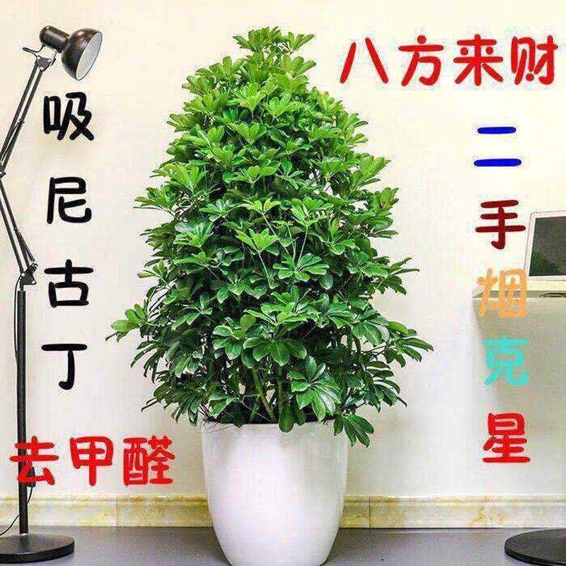 Green Type Indoor Living Room Potted Florals from All Directions, Duck Foot Wood, Large Plant, Seven-Leaf Lotus, Fortune Tree, Duck Foot Wood, Free Shipping