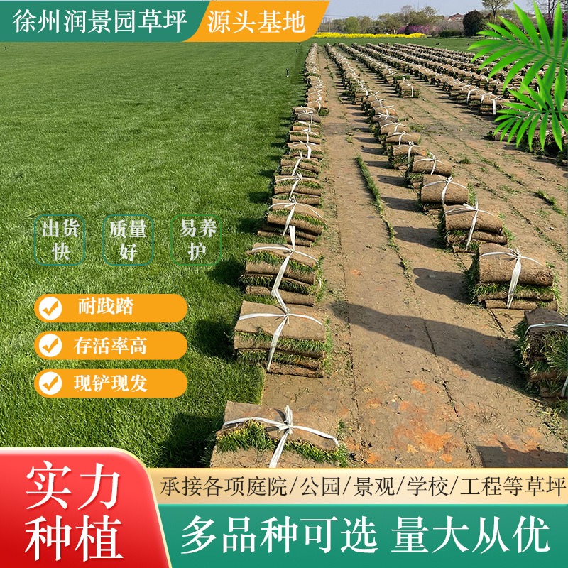 Base Wholesale Manila Turf, Four-Season Green Lawn, Soil Taiwan Grass, Engineering Greening Belt Mud Real Lawn