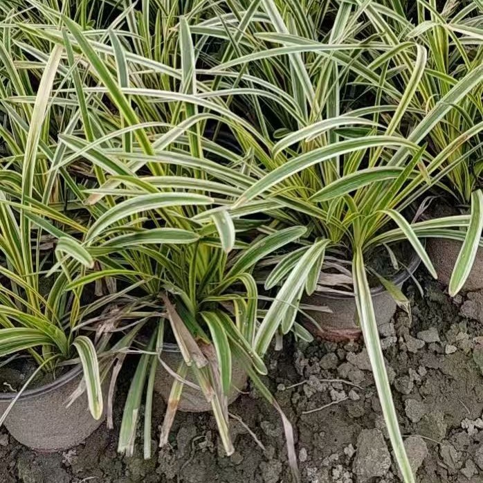 Golden-Edged Broad-Leaf Ophiopogon Japonicus, Golden-Leaf Calamus, Silver-Thread Grass, Silver-Edged Grass, Large Quantities Available at Favorable Prices