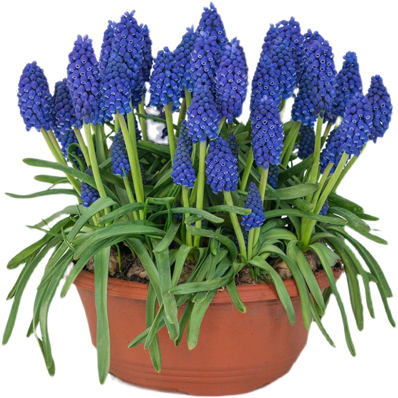 Grape Hyacinth Bulbs Bloom All Year Round, Hydroponic Plants, Perennial Roots, Indoor and Outdoor Potted Narcissus Lilies