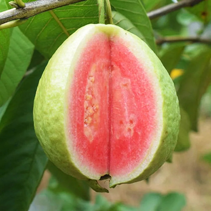 Fujian Guangdong Red Heart Guava Red Heart Guava Seasonal Fresh Fruit Red Heart Guava Dropshipping