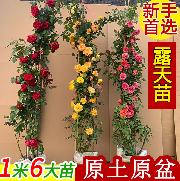 1.5м вьющаяся роза с сильным ароматом, садовая вьющаяся растение, цветущая круглый год, горшечная роза