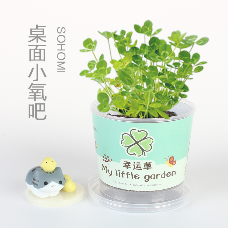 Bean Diced Potted Cat Grass Green Plant Blind Seed Kindergarten Kidsren Sunflower Strawberry Hand-Planted Flower Seed Gift