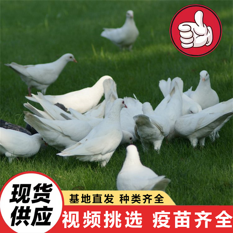 Farm Sells Large Quantities of Gray King Pigeons, American Floor King Pigeons, White Feather King Pigeons for Feeding in Scenic Spots and Square Pigeons at Discounted Prices