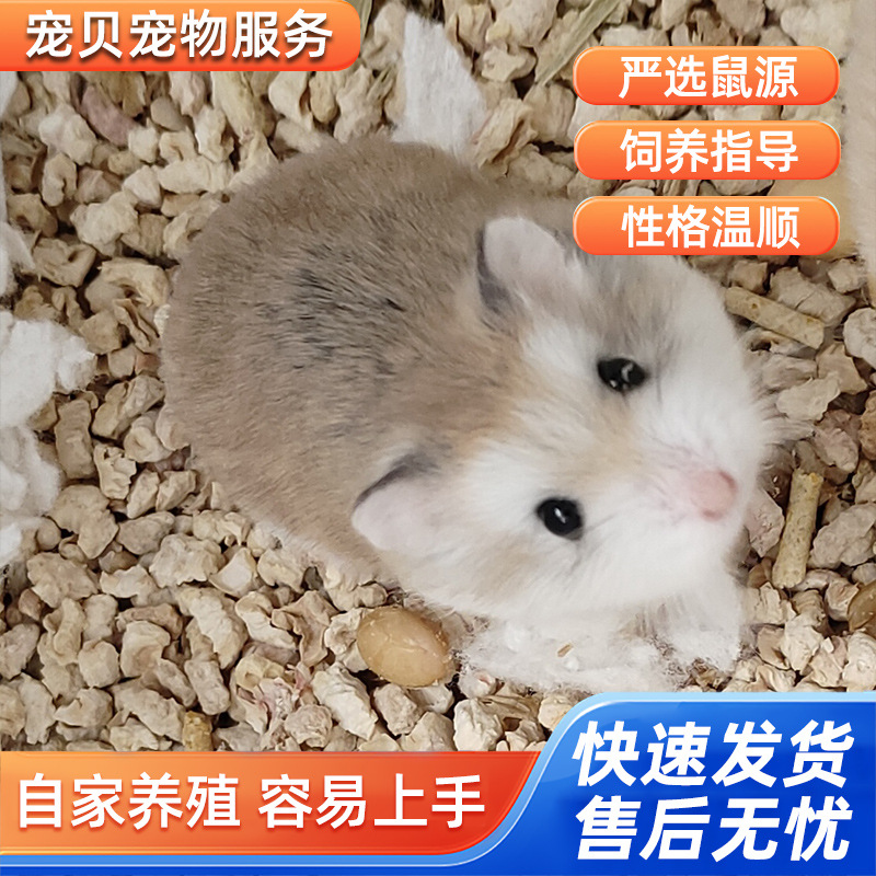 Pet Hamsters Suitable for Children to Raise: One Male and One Female Live Hamsters, Purple Hamster, Pudgy Hamster, Silver Fox Hamster, Three-Striped Hamster