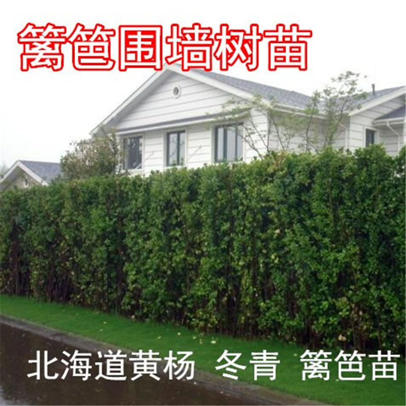 Hokkaido Boxwood Saplings, Fence Seedlings, Holly Large-Leaf Boxwood Saplings, Holly Seedlings, Courtyard Street Cold-Resistant Plants
