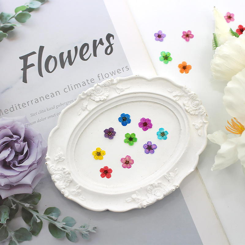 Small Narcissus Dried Flower Embossed Plant Specimen Baffle Mobile Phone Shell Bookmark Kindergarten Handmade Leaf Sticker Makeup