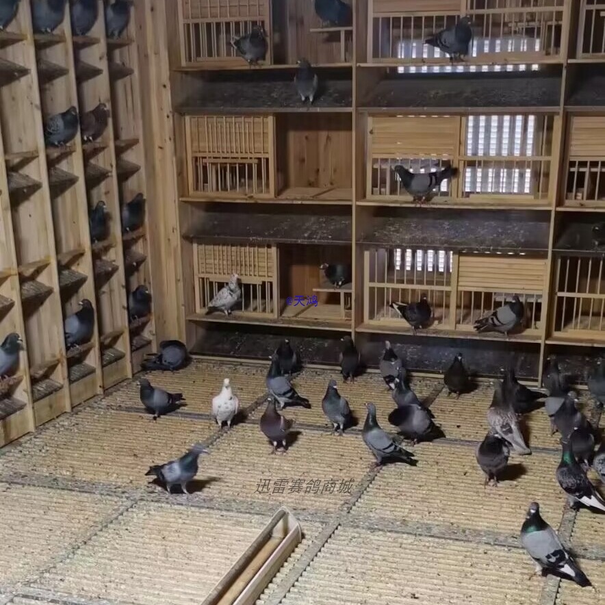 Homing Pigeon Purebred Racing Pigeon Original Ring Offspring Young Pigeon Pet Bird Ornamental Pigeon Live Pigeon Live Animal One Pair Guaranteed Live