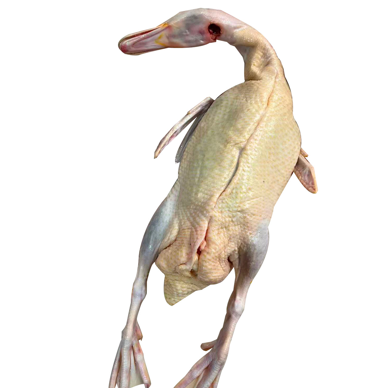 Freshly Slaughtered Authentic Free-Range A-Grade番鸭, White-Cut Duck, and Braised Duck Directly Supplied from the Source Slaughterhouse. Large Quantity Support Available