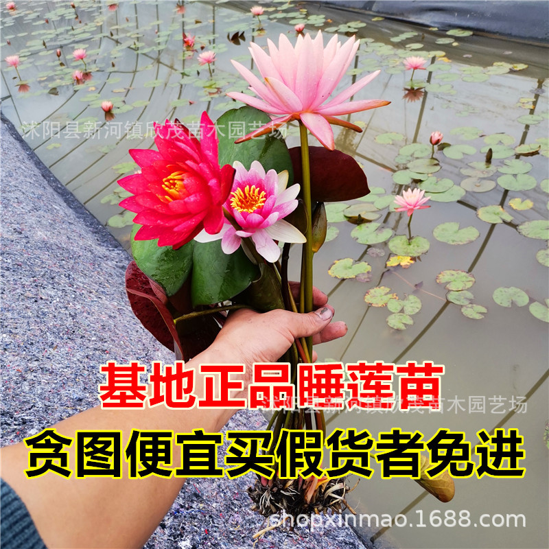 Water Lily Root Block Pond Hydroponic Large Water Lily Hydroponic Plant Four-Season Flowering Lotus Root Multi-Color Water Lily Root Flower Seedlings