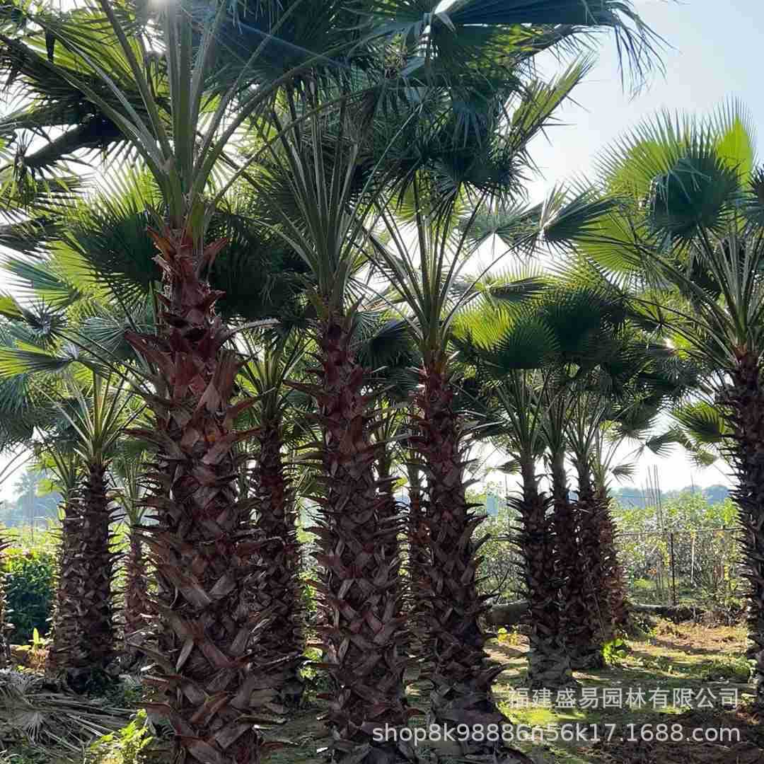 Fujian Huazhou Wholesale Jiangxi Old Man Palm Price Garden Greening Washington Palm Hubei Old Man Palm Tree