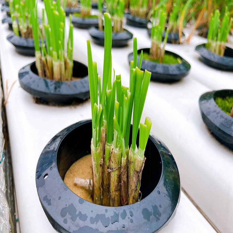 Freshly Dug Purple-Red New Leek Roots, Wide-Leaf Leek Seedlings, Indoor Balcony Four-Season Potted Large-Leaf Leek Roots, Courtyard Cold-Resistant