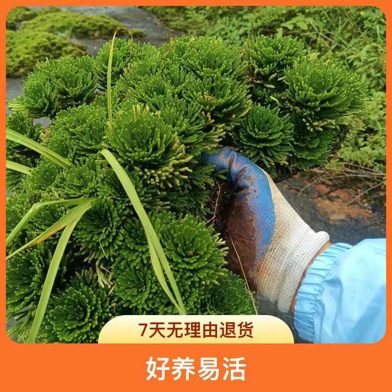 Platycladus Plant Green Potted Pure Nine-Death Resurrection Grass Indoor All-Season Evergreen Bonsai Small Leaf Wild Nine-Death Grass