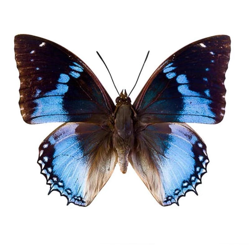 Real butterfly specimen wings green belt Cuifeng butterfly insect kindergarten teaching popular science exhibits handmade photo frame production