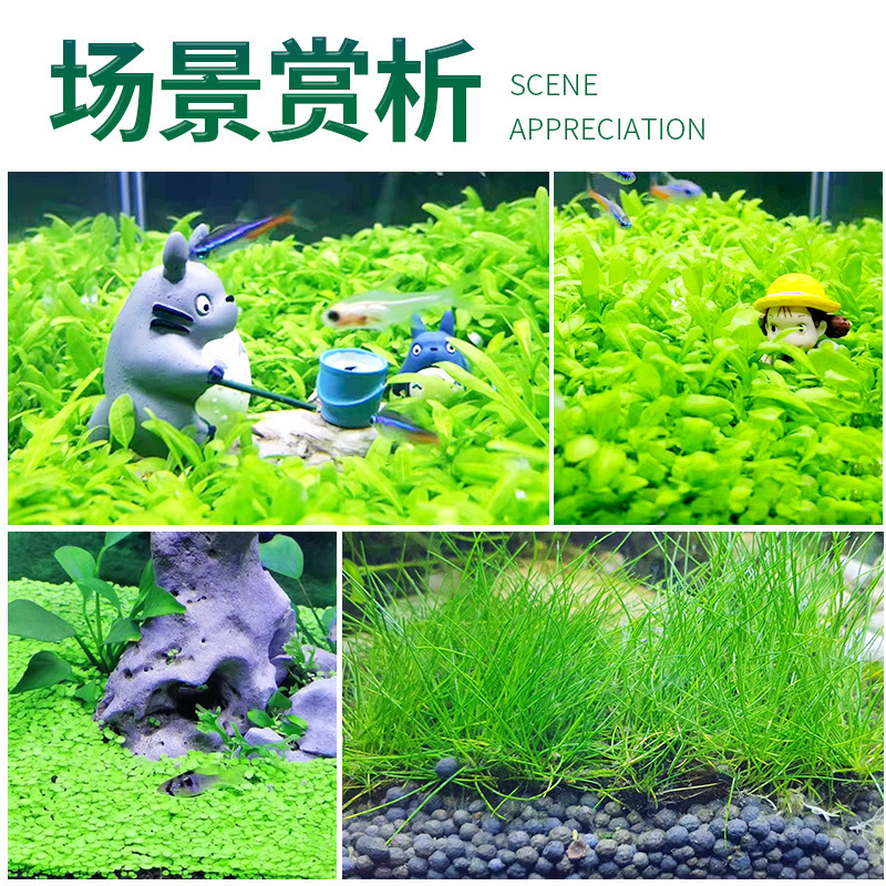 Aquatic Seeds, Fish Tank Landscaping, Plant Seeds, Green Plants, Foreground Water Lawn, Mini Opposite Leaves, Large Leaves, Cow Hair Wholesale