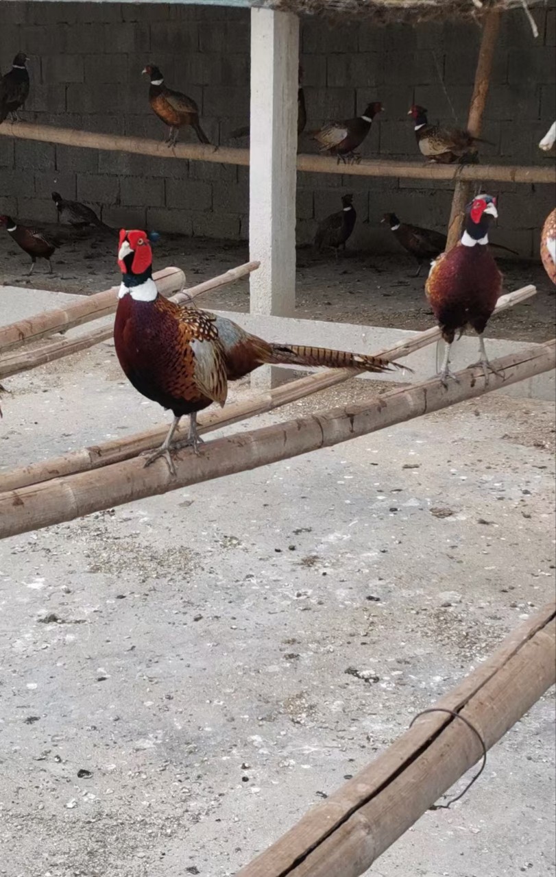 Freshly Slaughtered Colorful Mountain Chickens, Whole Chickens, Free-Range Chickens, Live Chickens