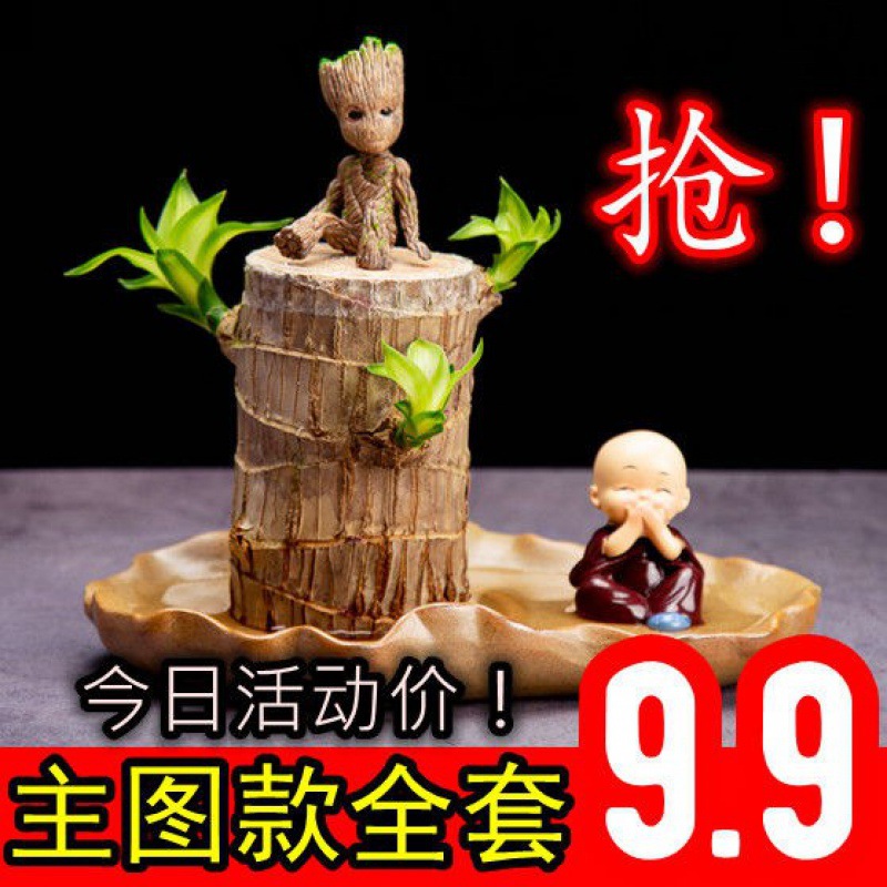 Бразильское дерево с водой, удачное дерево Грут с цветами и почками, ленивое зеленое растение, офисное настольное маленькое горшечное растение