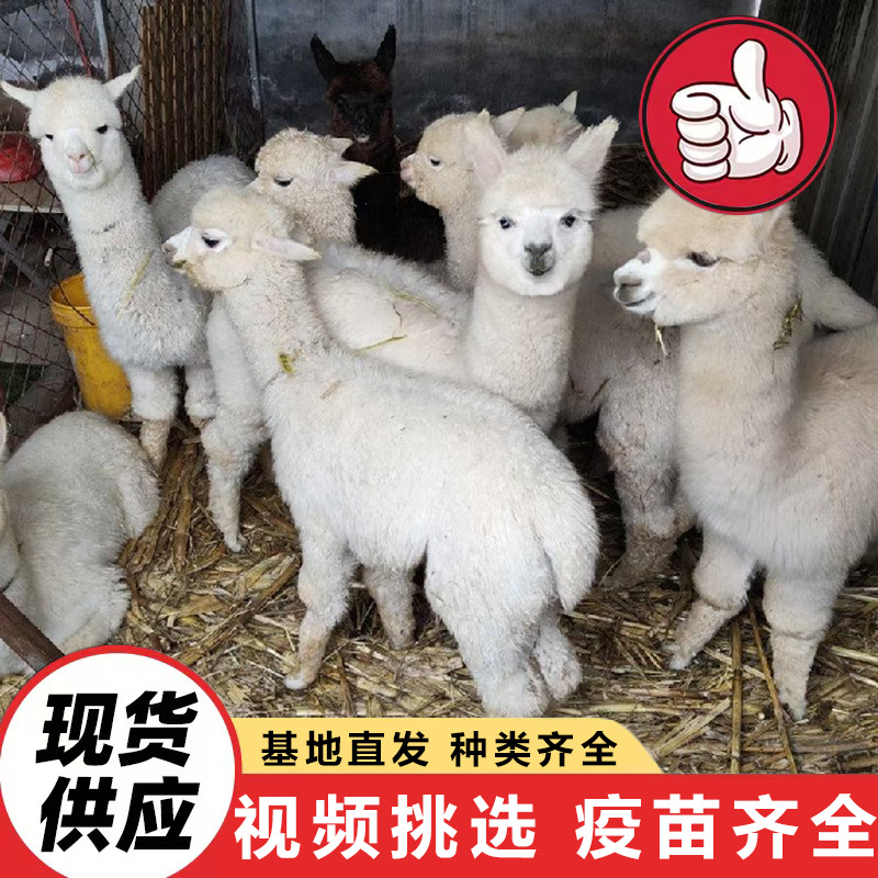 Shandong Alpaca Farm Sells Artificially Raised Live Alpacas for Scenic Spots to Feed and Watch. Alpacas Are Docile