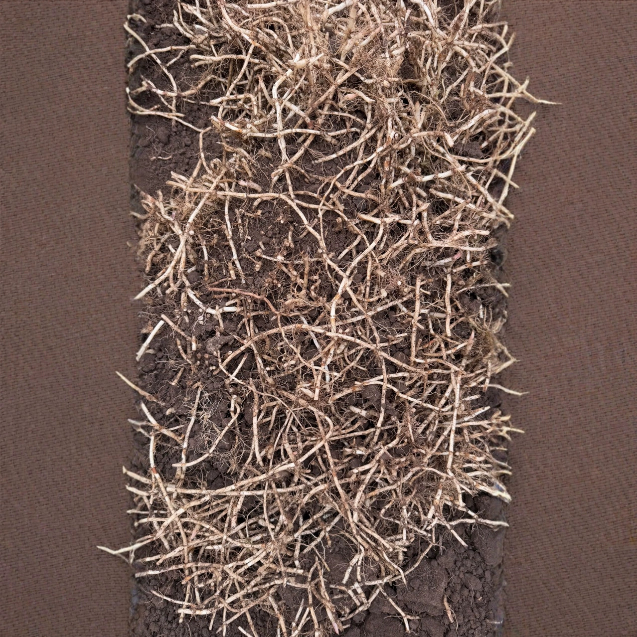 Семена корня хостунии из Юннаня, старые семена с почвой, оптовая продажа