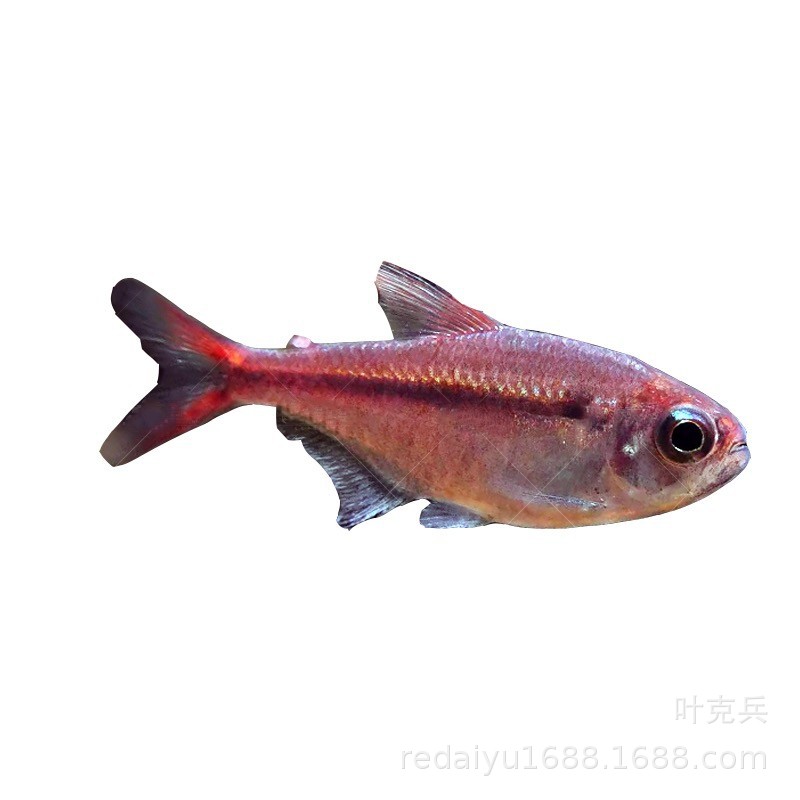 Shanghai tropical fish red moon card lantern fish South American high-end lantern fish rare freshwater water tank swimming fish can be mixed