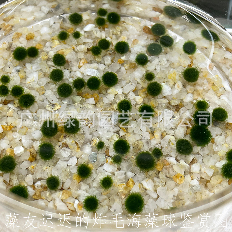 marimo happy seaweed ball ornamental live real aquatic plants wholesale micro landscape eco bottle aquarium non-green algae ball