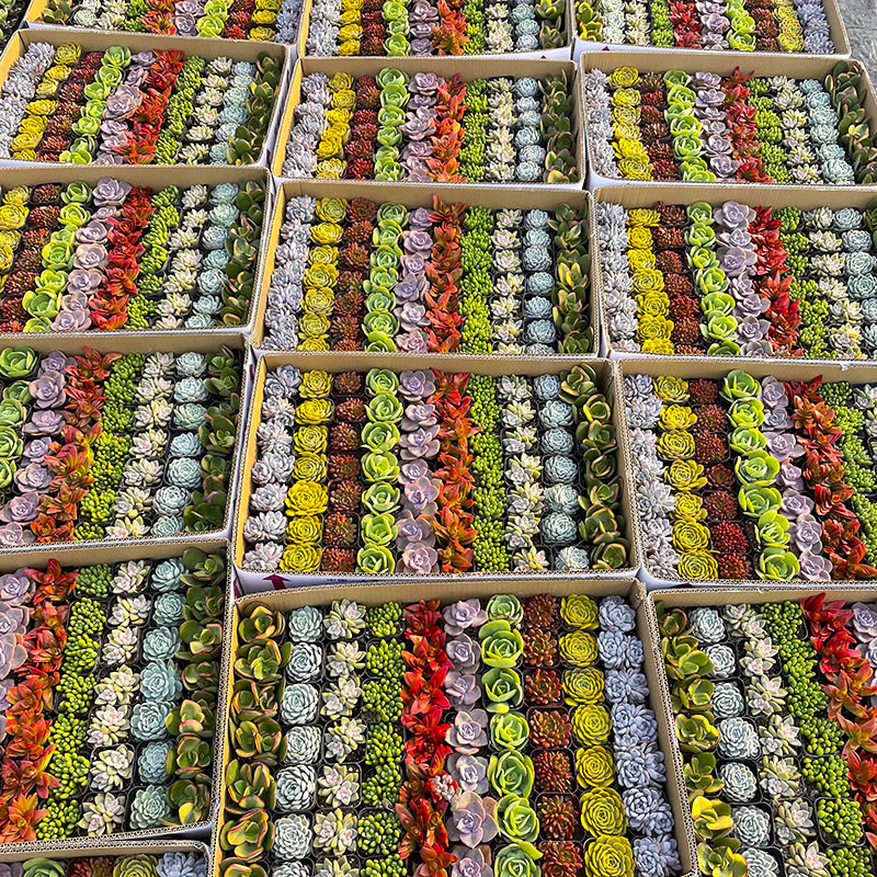 Succulent Base Succulent Plant Wholesale Rainbow Box Stall Succulent Plant Combination Succulent Plant with Pot Free Shipping