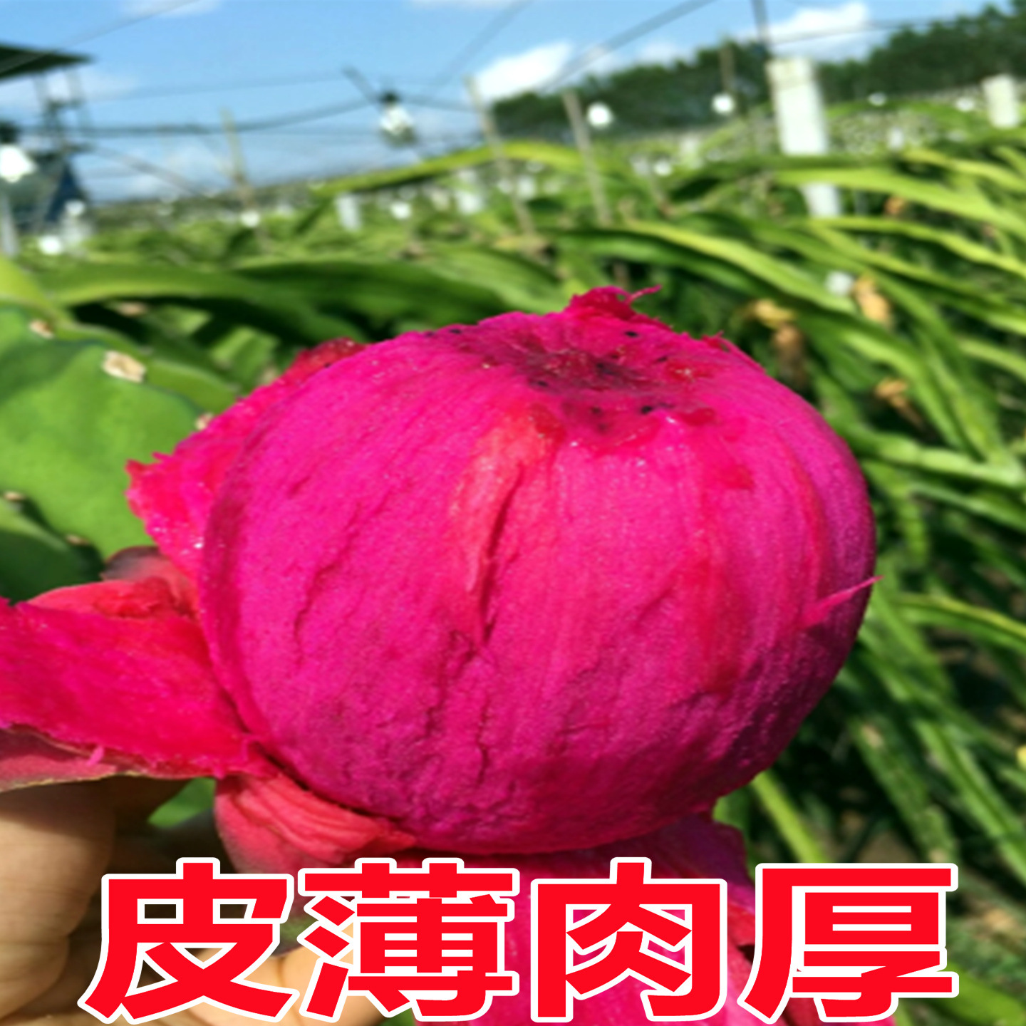 Yunnan Dragon Fruit Red Heart Fresh 5kg Whole Box Honey Jindu No. 1 Treasure Red Heart Dragon Fruit Fresh Seasonal Fruit