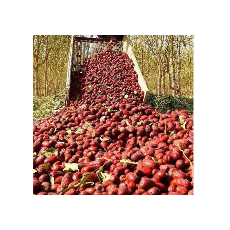Xinjiang Hetian jujube will sell gifts, free gifts, source manufacturers, quality assurance, in stock quick delivery