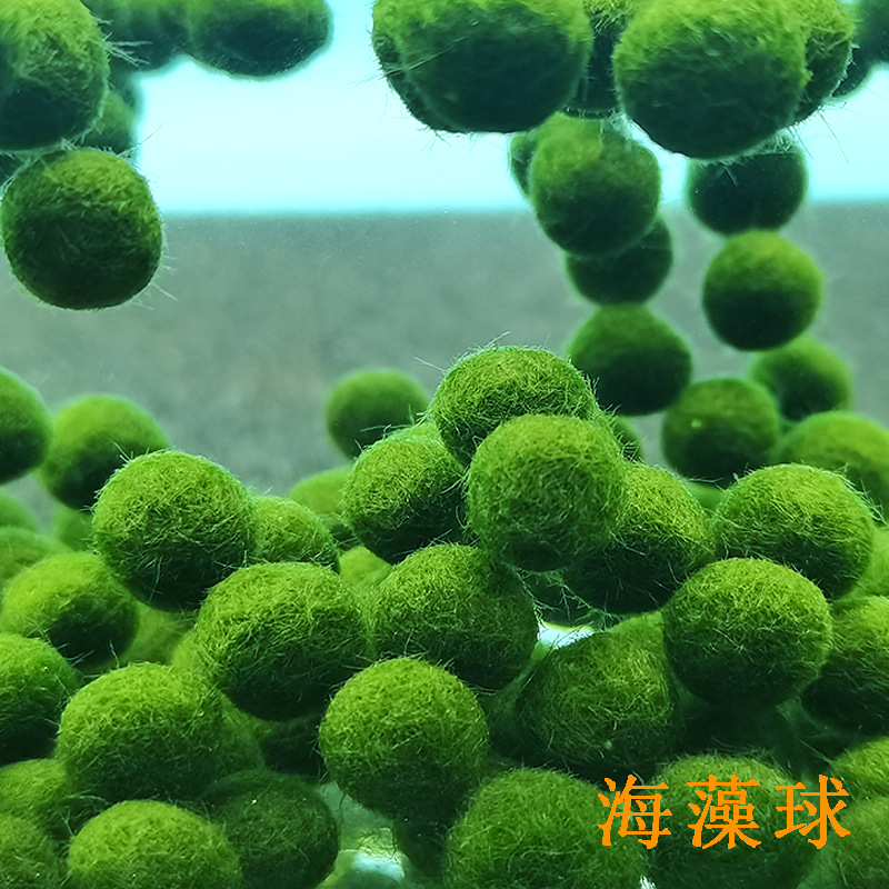 Счастливый марио шар водорослей экосистема бутылка водной культуры декоративные живые водные растения микро ландшафт марио шар водорослей