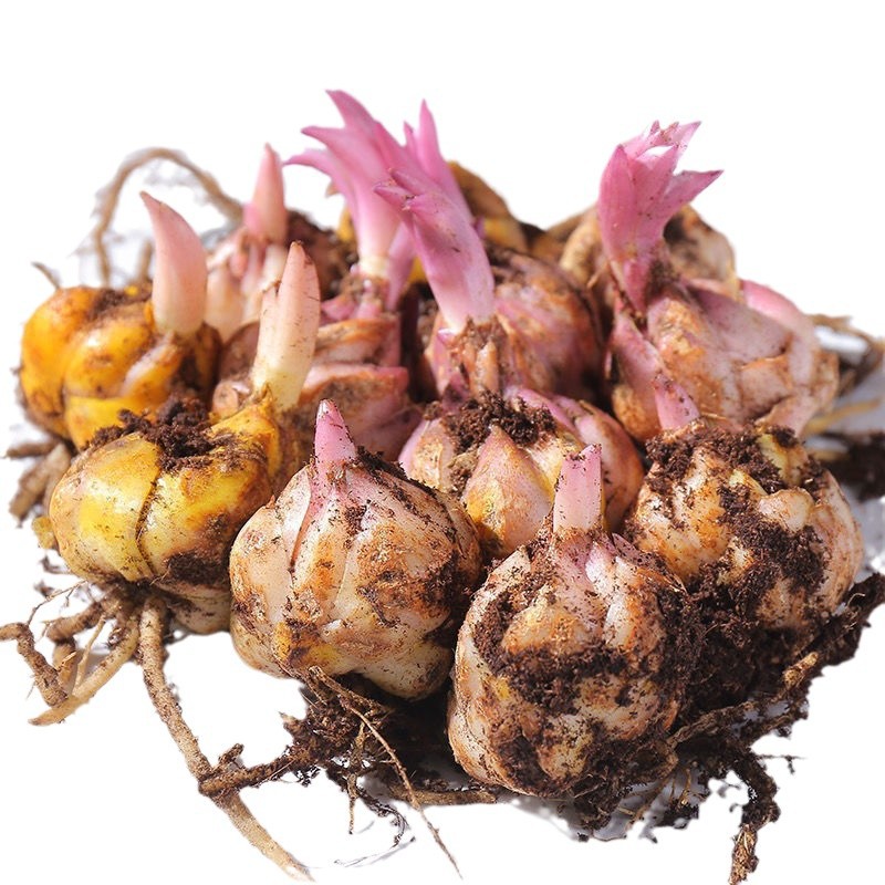 Lily Bulbs Bloom in All Seasons, Indoor and Outdoor Florals, Exquisite Potted Perfumes, Lily Seeds Are Easy to Grow and Live, and Have Double Petals