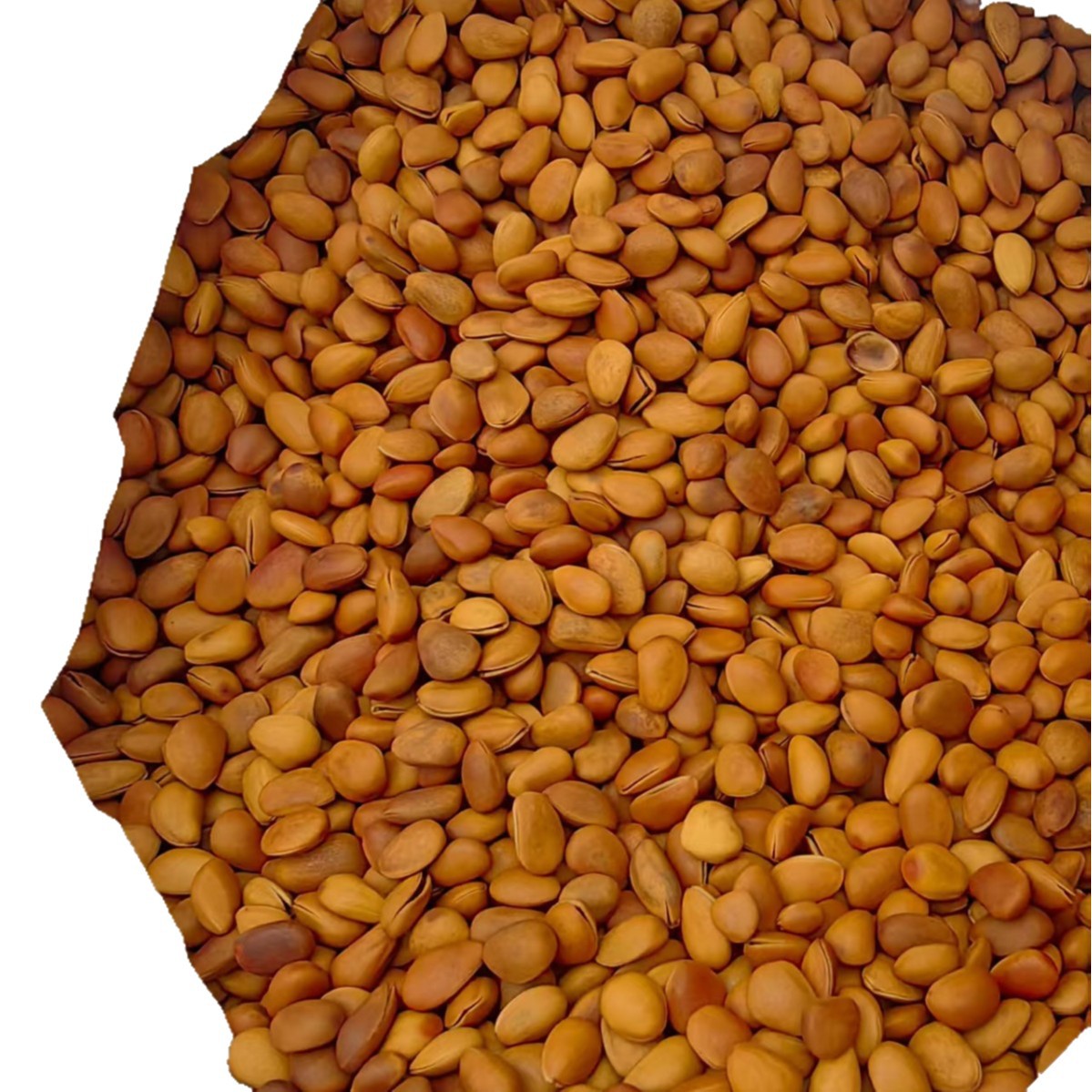 One-Piece Drop-Shipping Popular Snack: Pine Nuts in Bags, Extra Large Pieces, Bulk, Hand-Peeled, Ready-To-Eat Pine Nuts, Casual Nut Snacks