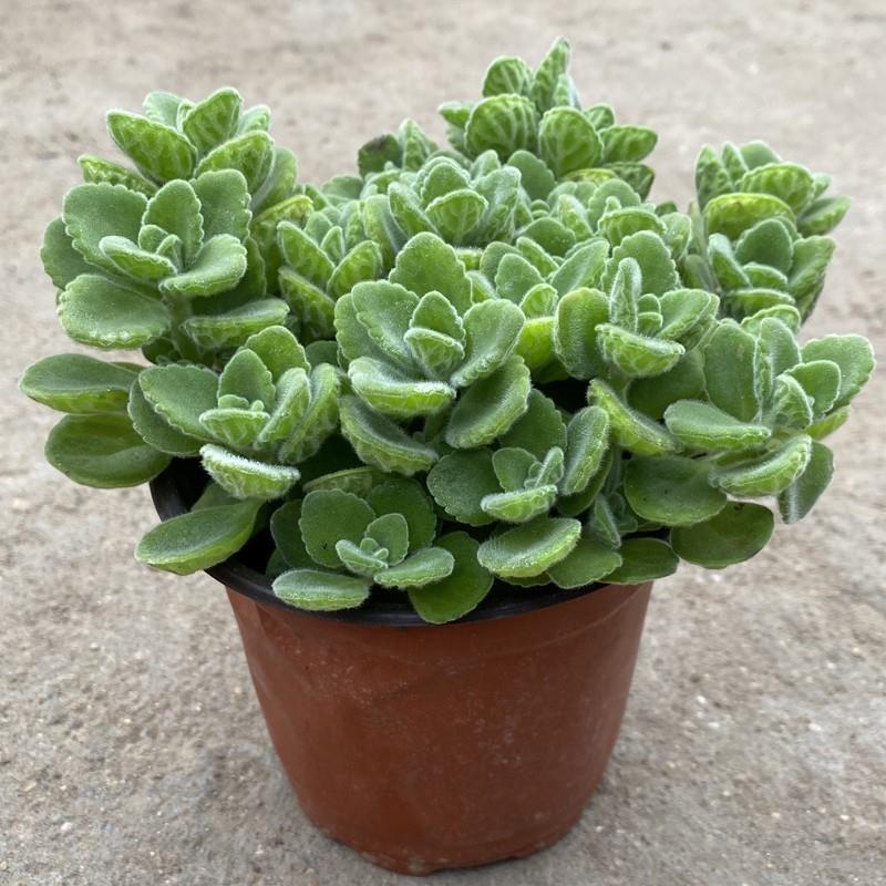 Горшечная розмариновая растительность с легким ароматом, мятно-зеленый комнатный цветок для балкона, отпугивающий комаров, зрелый суккулент