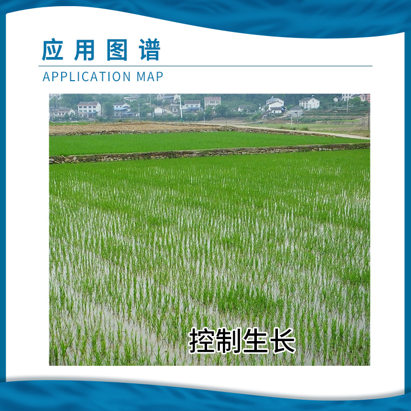 Guoguang Paclobutrazol 15% Paclobutrazol Rice Seedling Field Control Growth Control Vigor Promote Lateral Buds of Amur barberry Growth Regulator