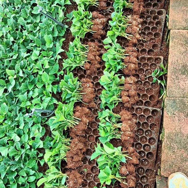 Yunnan Base Hydrangea Seedlings Wholesale Endless Summer Hydrangea Sea Blue Double-Petaled Potted Seedlings Greening Florals