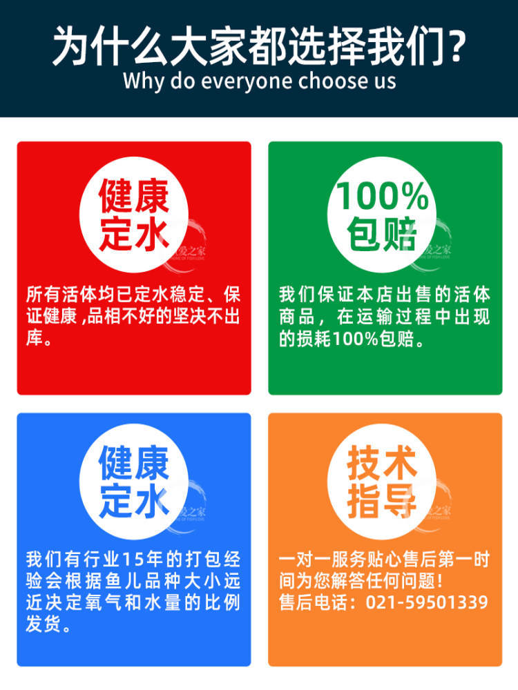 Ornamental Snails, Pet Live Golden Snails, Algae-Removing Snails, Purple-Patterned Snails, Light Cold Water, Easy to Maintain and Durable Tools, Ornamental Snails