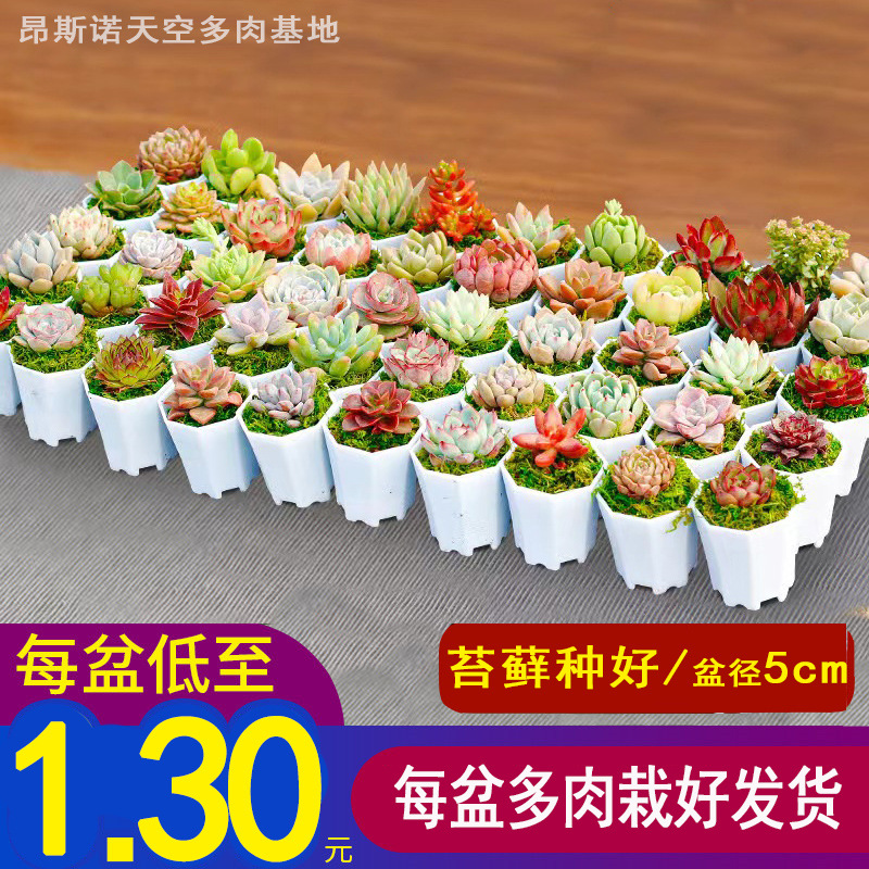 Free Shipping Succulents with Pots, Green Plants, Succulent Small Potted Plants, Kindergarten Small Gifts, Prizes, Promotional Event Gifts