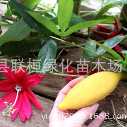 Banana Passionate Banana Passion Fruit Seed Banana Passion Fruit-Pink Flower Tropical Garden Passionate