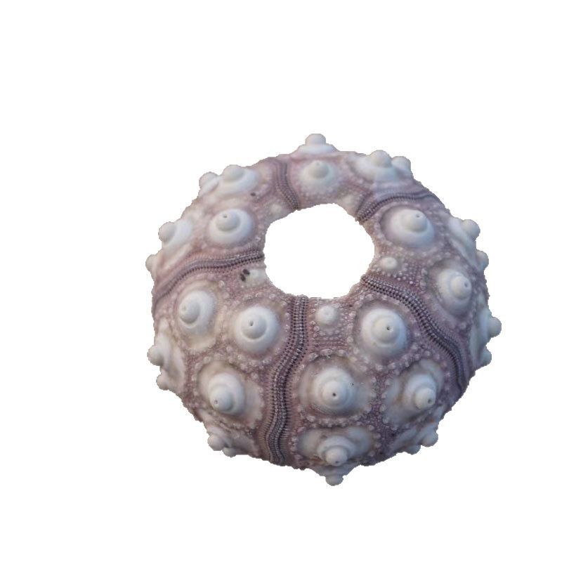 Natural Shell Conch Series Sea Urchin Shell Specimen Crafts Home Collection Ornaments Decorative Air Pineapple Base