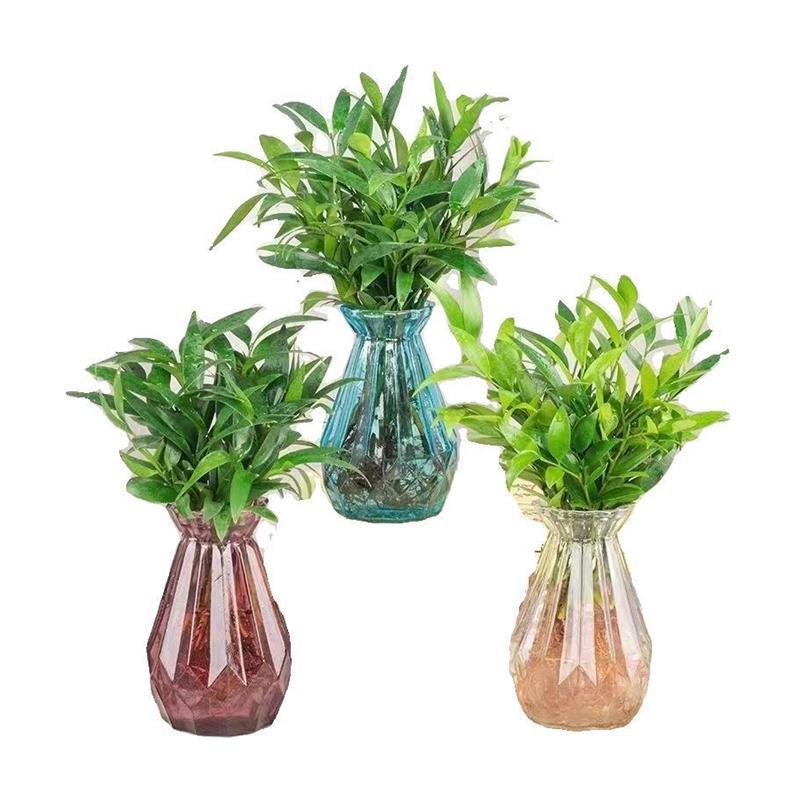 Mosquito Repellent Bamboo and Cypress Potted Hydroponic New Favorite Anti-Mosquito Plant Repellent Insect Repellent Green Plant Indoor Living Room Bedroom Evergreen All Year Round