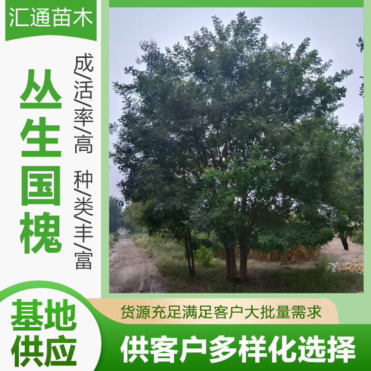 Clustered Chinese Locust Landscaping Projects, Tree Seedlings, Community Greening, Road Greening, Cluster Chinese Locust
